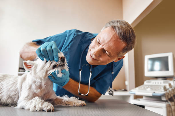 Best 24-Hour Emergency Dentist in Buttonwillow, CA